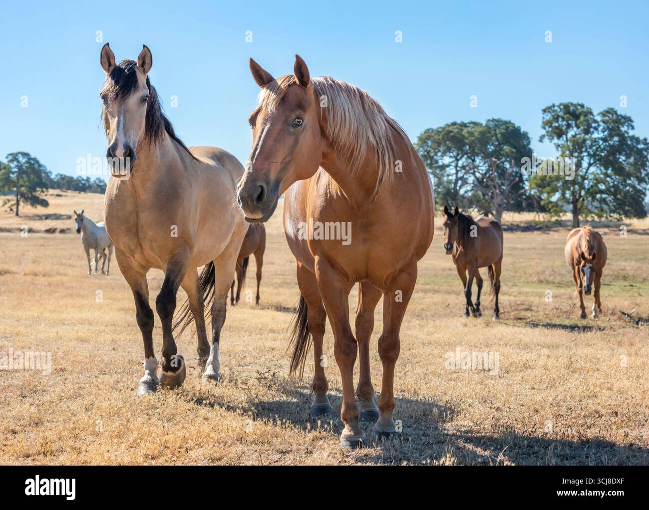 Alert Adult Quarter Pferdeherde auf goldener kalifornischer Weide Stockfoto