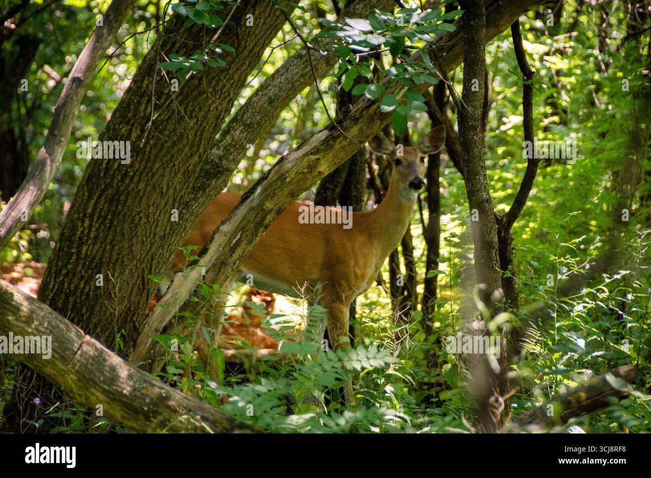 An einem warmen Juli-Tag steht ein Weißwedelhirsch teilweise versteckt in einem sonnendurchfluteten Wald im Waukesha County, Wisconsin. Stockfoto