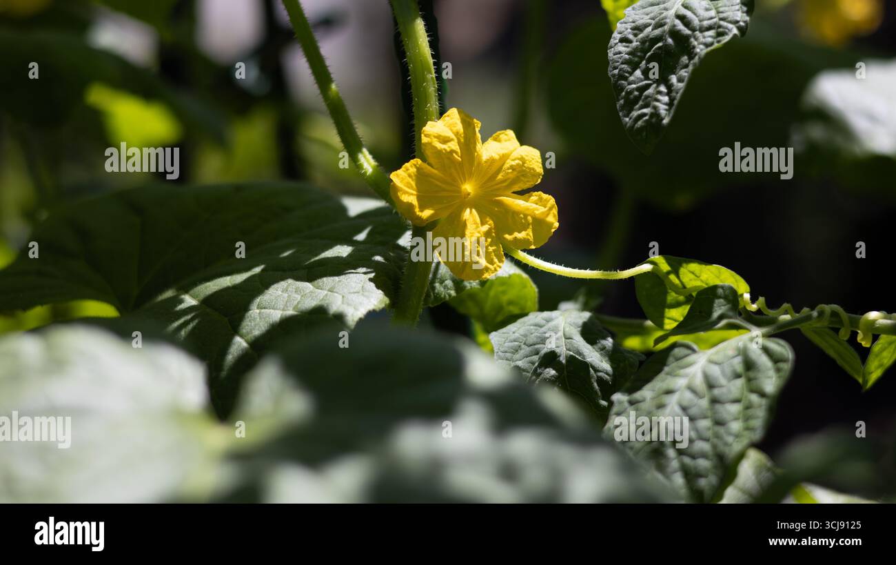 Leuchtend gelbe Gurkenblüte blüht inmitten üppiger grüner Blätter. Stockfoto