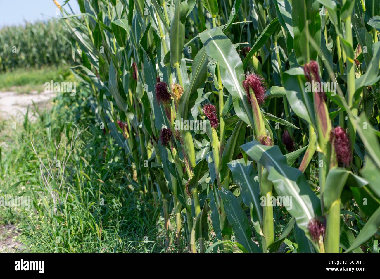 Maisfeld (Zea mays) bereit für die Ernte. Mais landwirtschaftliches Feld im Herbst. Stockfoto