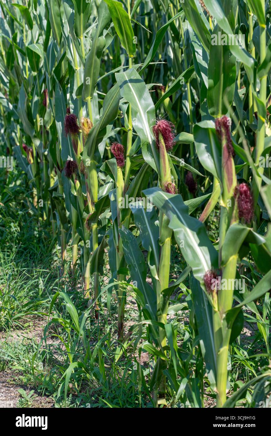 Maisfeld (Zea mays) bereit für die Ernte. Mais landwirtschaftliches Feld im Herbst. Stockfoto