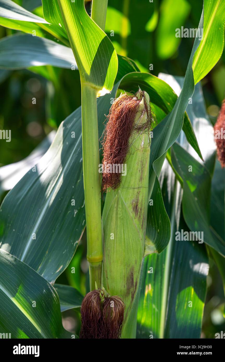 Maisfeld (Zea mays) bereit für die Ernte. Mais landwirtschaftliches Feld im Herbst. Stockfoto