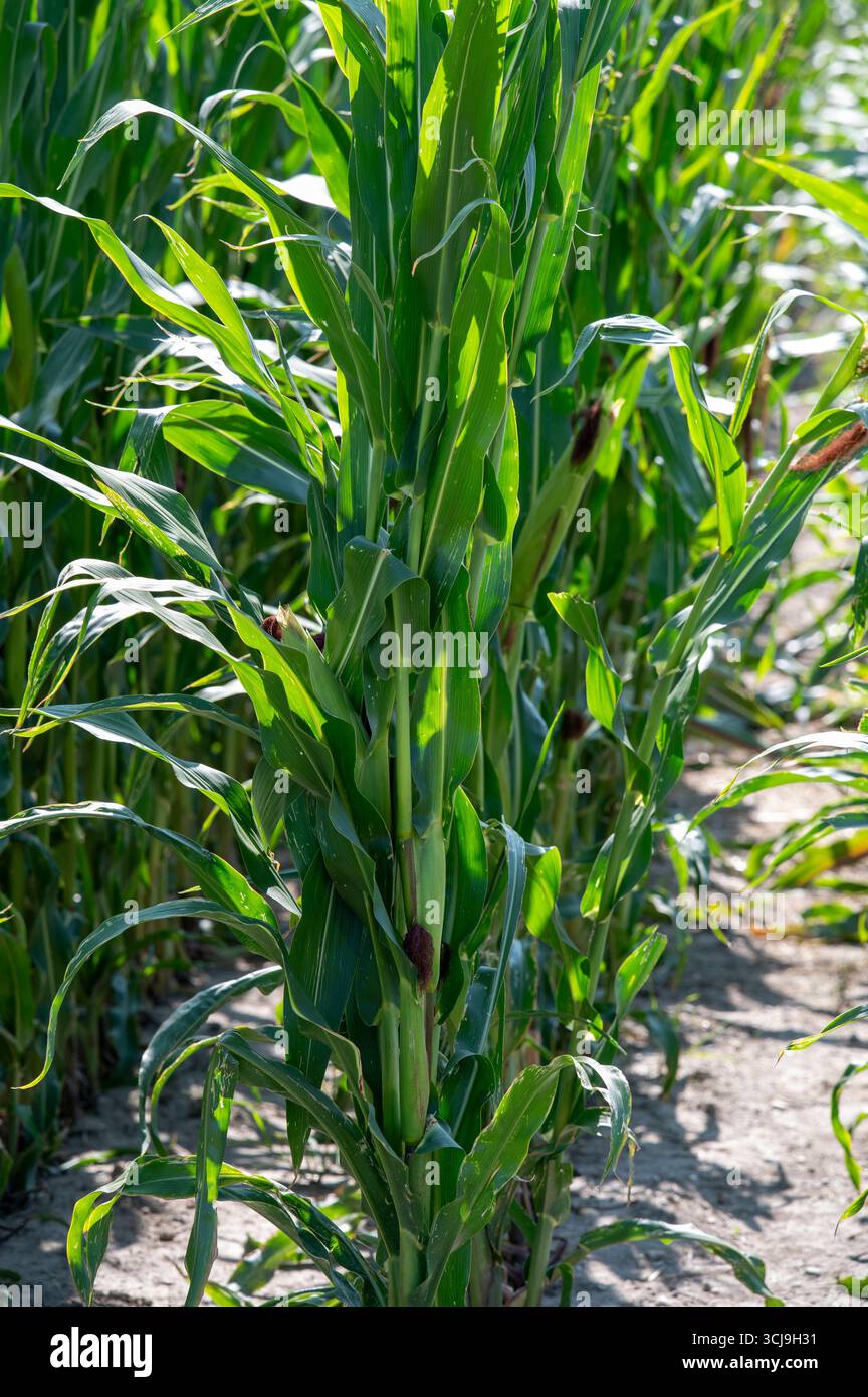 Maisfeld (Zea mays) bereit für die Ernte. Mais landwirtschaftliches Feld im Herbst. Stockfoto