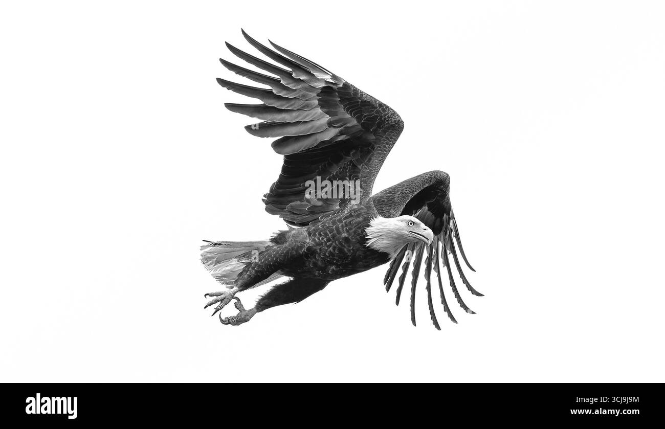 Glatzenadler macht sich bereit zur Jagd Stockfoto