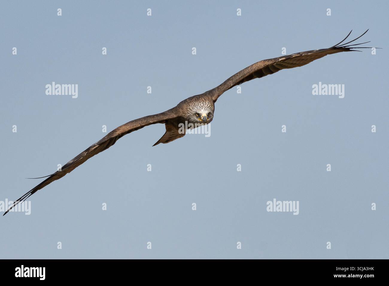 Ein Adler schwingt mühelos über die Landschaft, die Flügel sind voll ausgebreitet und zeigen seine beeindruckende Flügelspannweite. Stockfoto