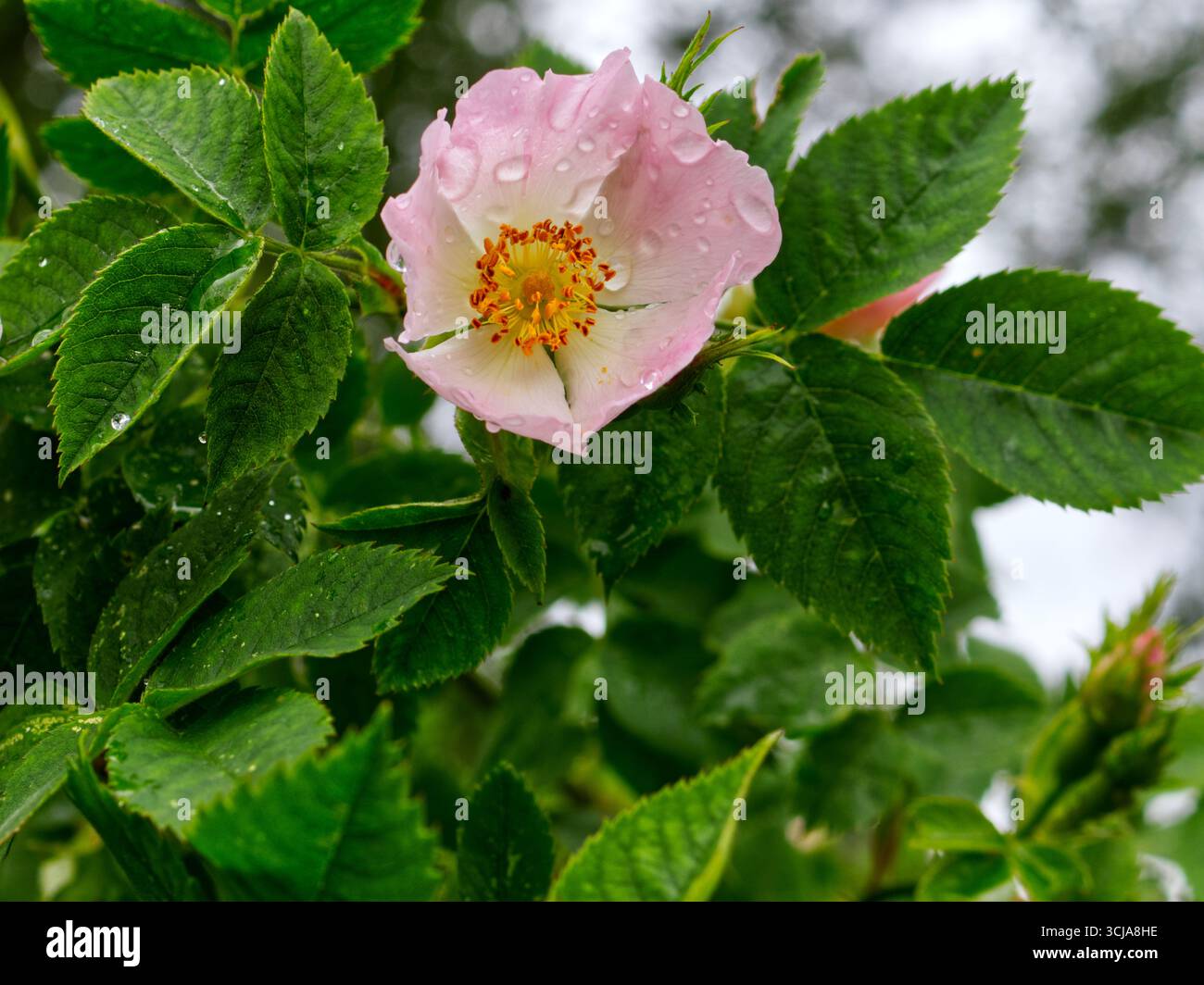 Rosa-weiße Blüte bedeckt mit Regentropfen mit gelb-roten Blütenstempeln und grünen Blättern Stockfoto