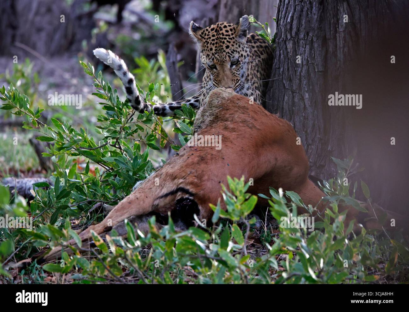 Weibliche Leoparde auf einem Mord Stockfoto