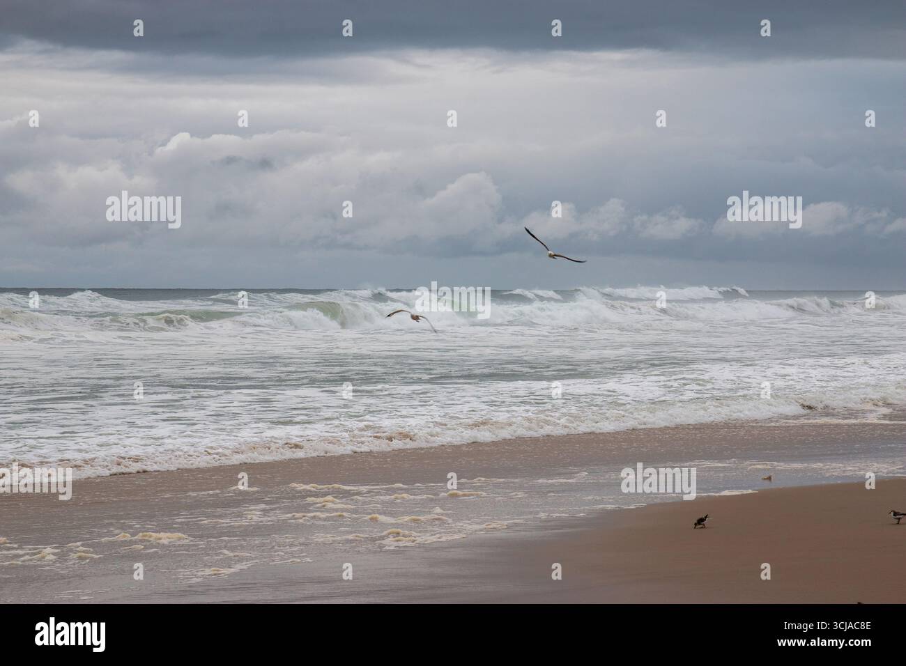 Dunkle Wolken schweben über dem Ozean Wellen im Wind, während Vögel über die Strandlinie an der Küste von Fire Island New Yrok fliegen. Stockfoto