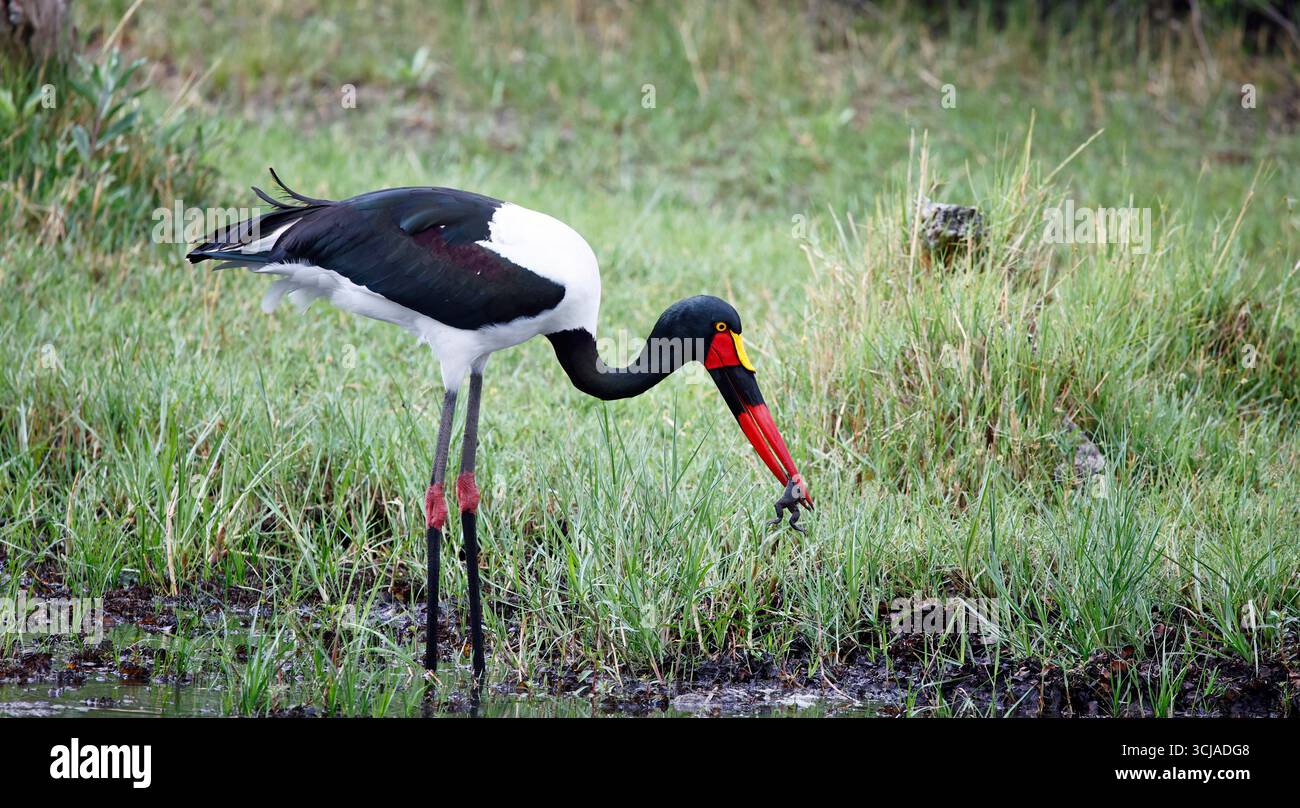 Schattelschnabelstorchfischen in Botswana Stockfoto