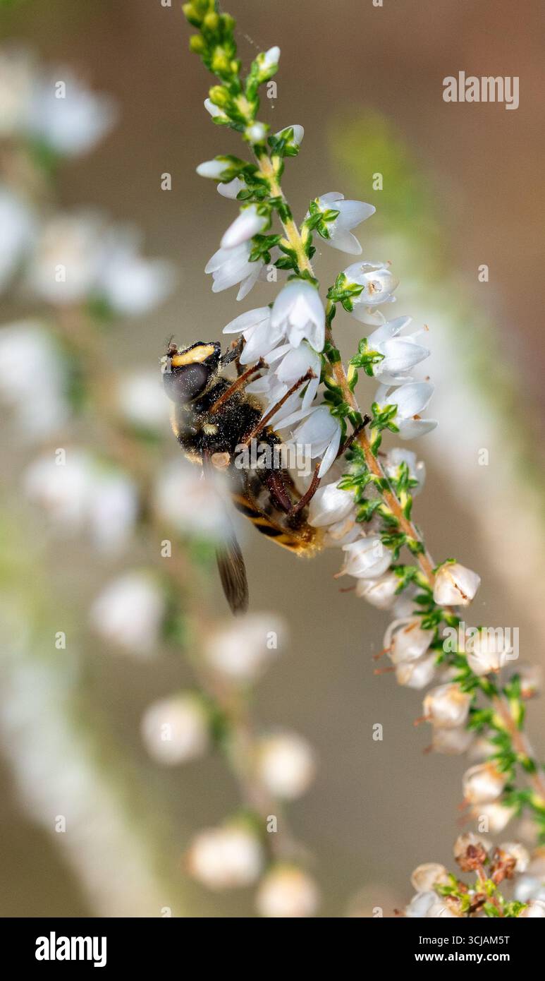 Eine hoverfly, Myathropa florea, die Batman Hoverfly oder Eristalis tenax, die sich vom Nektar einer blühenden Pflanze, Heidekraut, Calluna, in England, Großbritannien ernährt Stockfoto