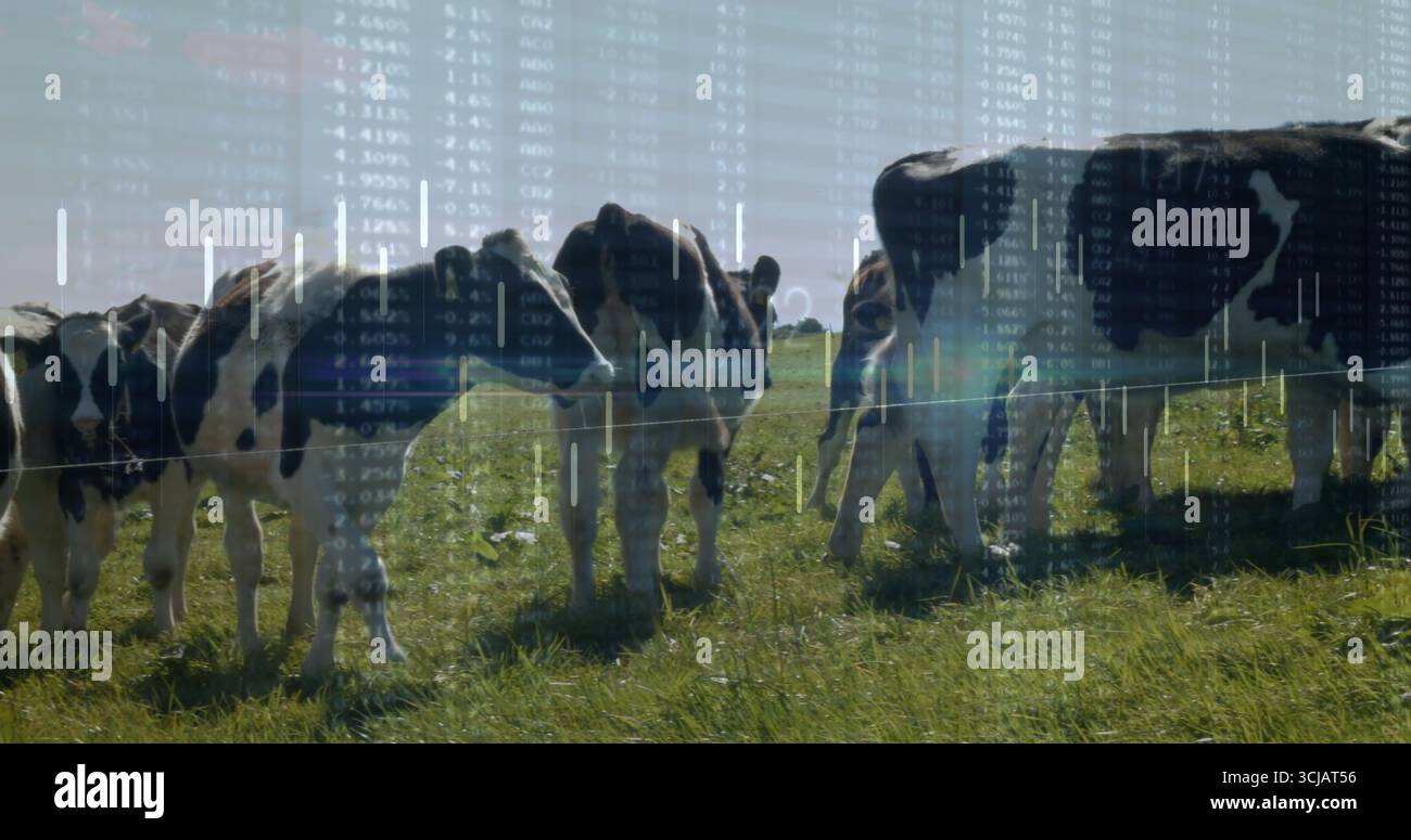 Stehende und weidende Schwarzweiß-Milchherde hinter einsträngigem Drahtzaun auf der Weide Stockfoto