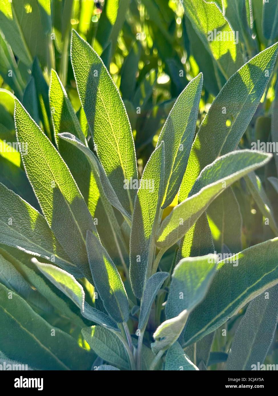Nahaufnahme von Salbeiblättern im sanften Licht der Abendsonne, salvia officinalis Stockfoto