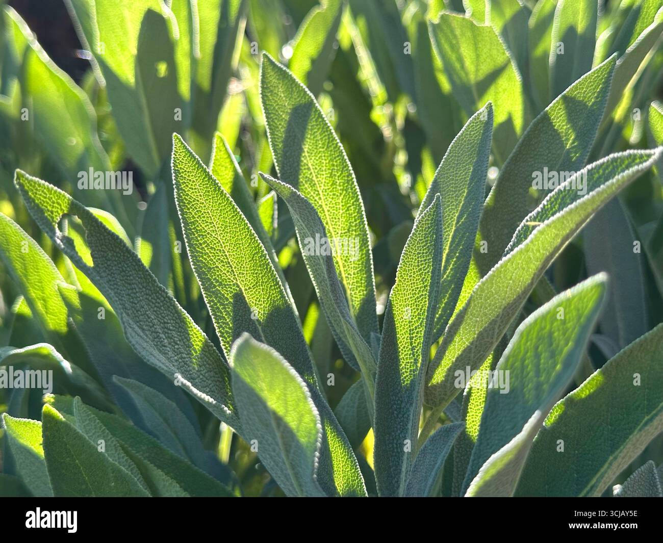 Nahaufnahme von Salbeiblättern im sanften Licht der Abendsonne, salvia officinalis Stockfoto