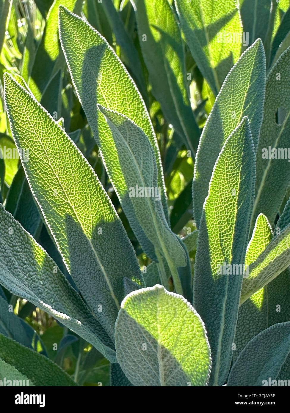 Nahaufnahme von Salbeiblättern im sanften Licht der Abendsonne, salvia officinalis Stockfoto