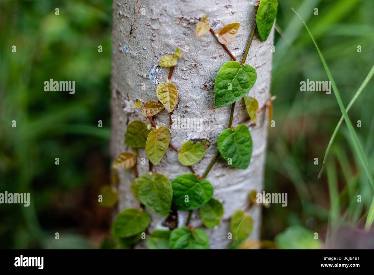 Ficus pumila Reben klettern auf Baumstamm. Botanische Interaktion und vertikales Wachstum in der Natur Stockfoto