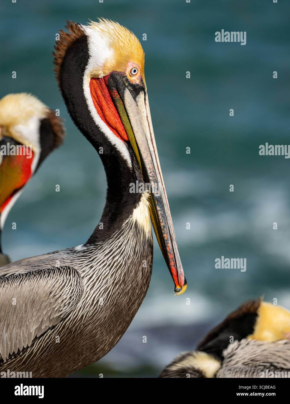 Brilliant Colors of Brown Pelican Side Profile entlang der Pazifikküste Stockfoto