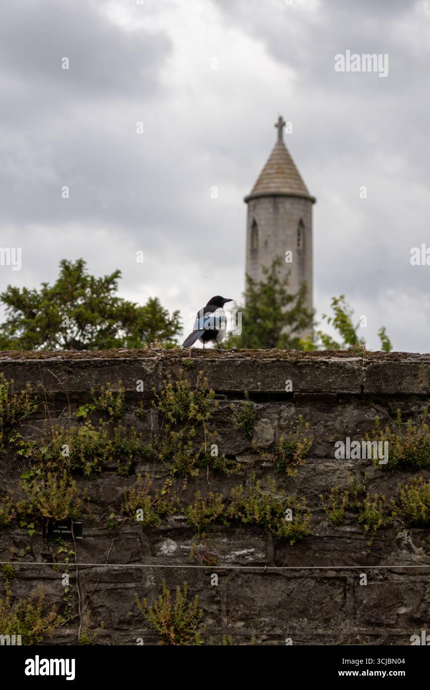 Die Elster gehört zur Krähenfamilie und ist ein unverwechselbarer schwarz-weißer Vogel. Sie sind Allesfresser, essen wirbellose Tiere, Aas und Samen. Dieses Pho Stockfoto