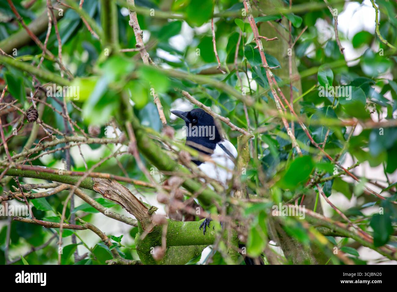 Die Elster gehört zur Krähenfamilie und ist ein unverwechselbarer schwarz-weißer Vogel. Sie sind Allesfresser, essen wirbellose Tiere, Aas und Samen. Dieses Pho Stockfoto