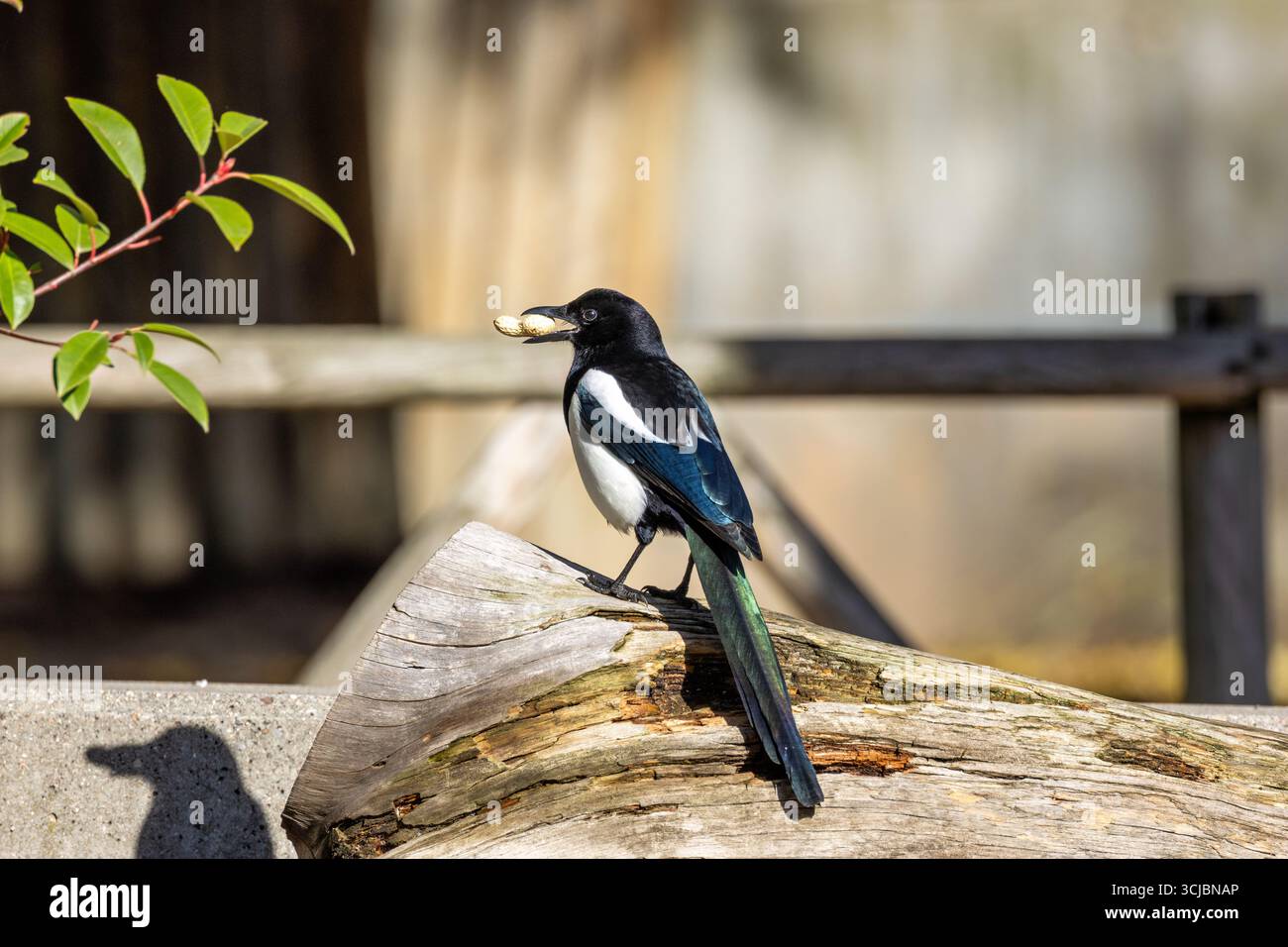 Die Elster gehört zur Krähenfamilie und ist ein unverwechselbarer schwarz-weißer Vogel. Sie sind Allesfresser, essen wirbellose Tiere, Aas und Samen. Dieses Pho Stockfoto