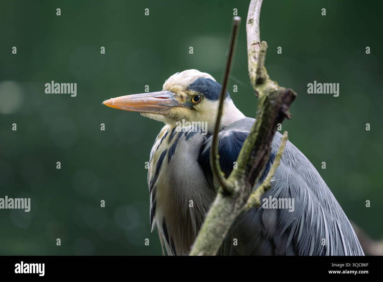 Eine Nahaufnahme eines grauen Reihers, der auf einem Ast sitzt und seinen scharfen Schnabel, seine gelben Augen und sein detailliertes Gefieder zeigt. Stockfoto