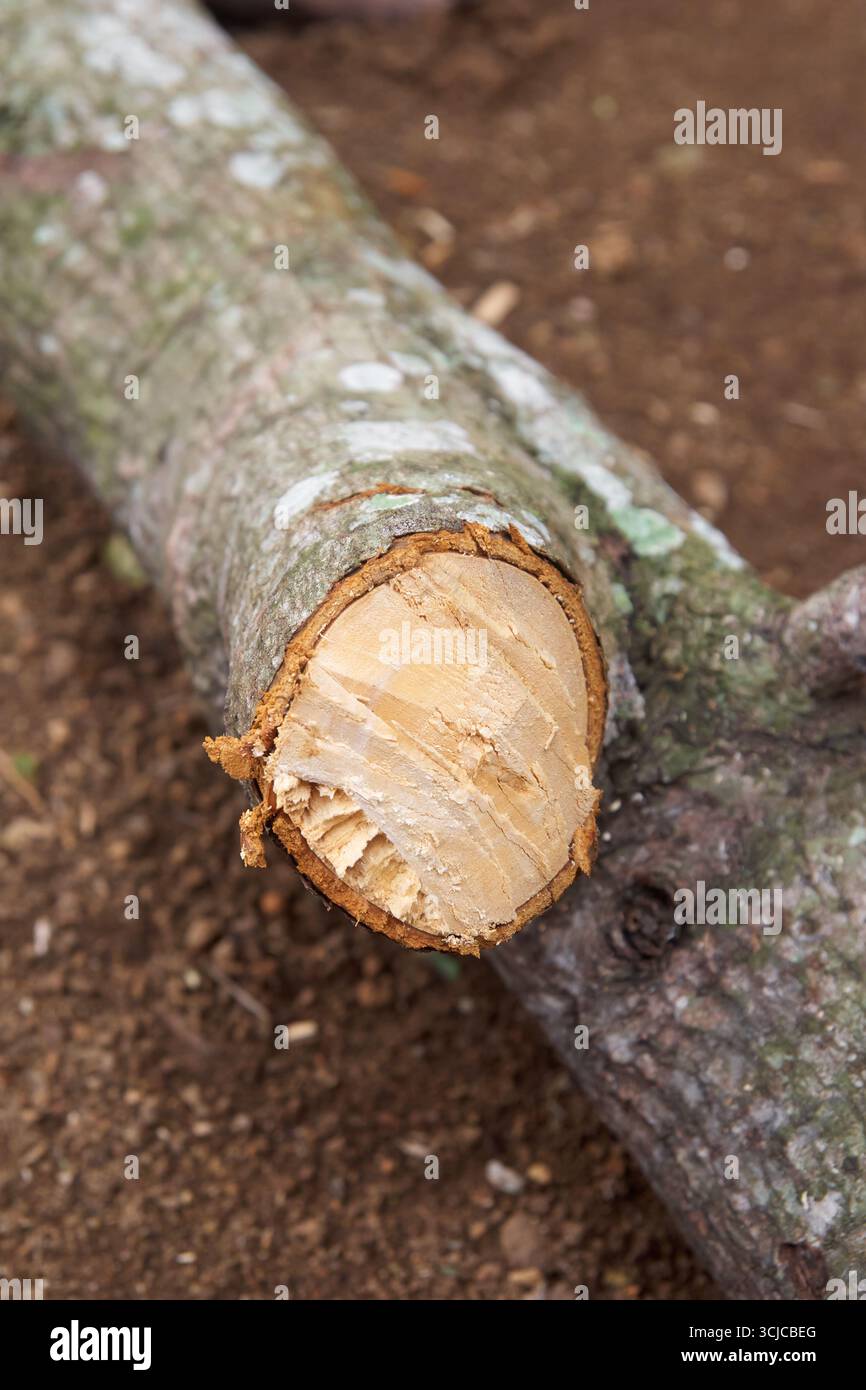 Nahaufnahme eines dicken Baumzweigs oder Baumstamms, der auf dem Boden liegt und an einem Ende unregelmäßig im Winkel geschnitten ist, wodurch das innere helle Holz gegen weichen Fokus freigelegt wird Stockfoto