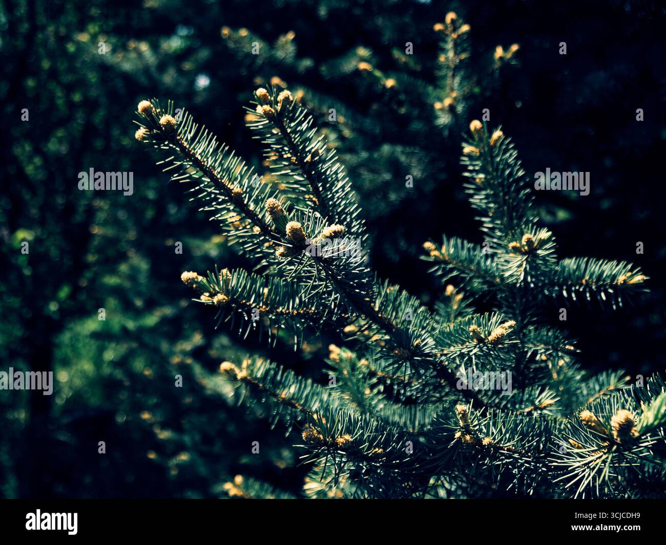 Junge Kiefern- oder Tannenzweige mit frischen Frühlingsknospen, in sanftem Sonnenlicht getaucht. Stockfoto