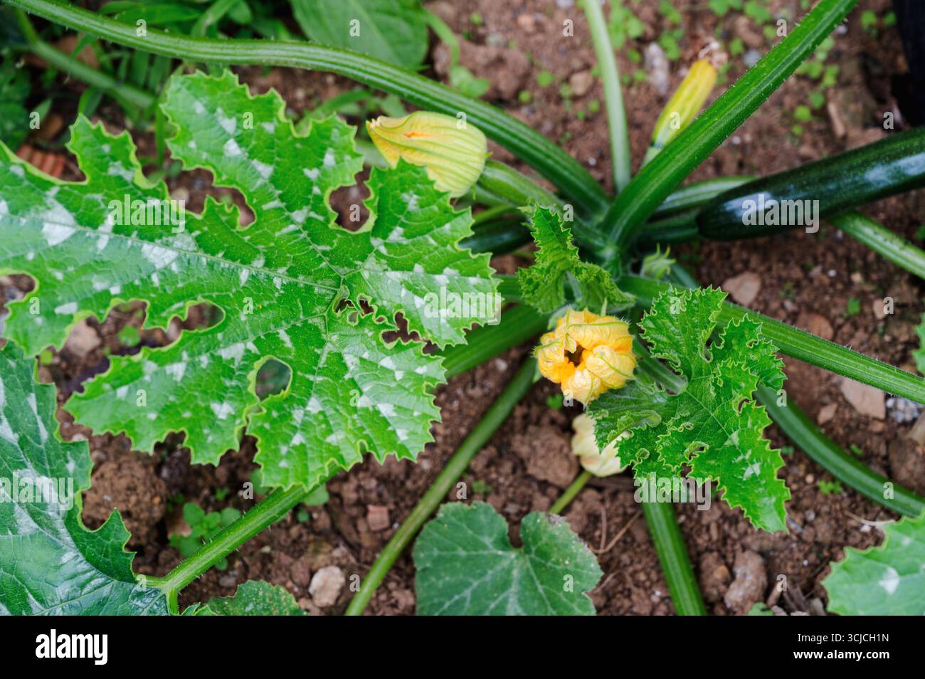 Blick von oben auf lebendige Zucchini-Blumen, die inmitten üppiger grüner Blätter in einer Obstgärten blühen. Die detaillierte Textur des Laubs und des reichen Bodens ist VIS Stockfoto