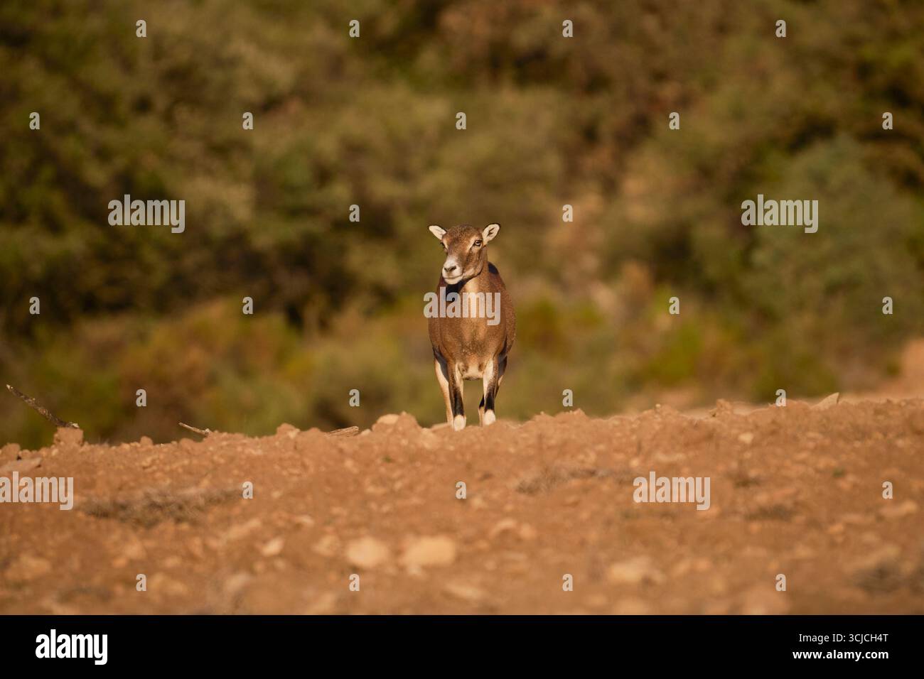 Ein einsamer Mufflon steht auf einer felsigen Landschaft in den malerischen Bergen Spaniens, umgeben von einer üppigen Waldkulisse, die den capt der Region verkörpert Stockfoto
