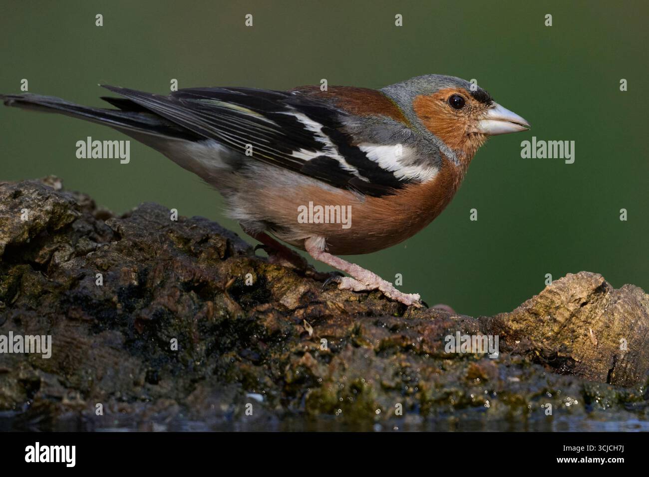 Ein lebhafter, gewöhnlicher Kaffinch thront auf einer zerklüfteten Felsoberfläche und zeigt sein unverwechselbares Gefieder. Die detaillierten Markierungen des Vogels sind hervorgehoben Stockfoto