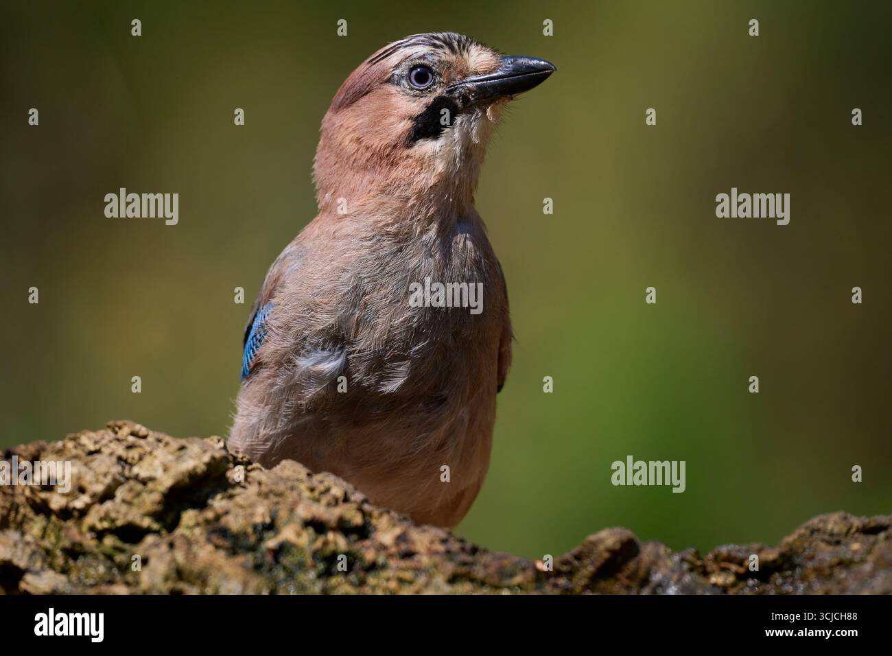 Eine detaillierte Nahaufnahme eines eurasischen Jay, der auf einem Ast vor einem verschwommenen grünen Hintergrund thront. Das Bild fängt sein lebendiges Gefieder und sein unverwechselbares Erscheinungsbild ein Stockfoto