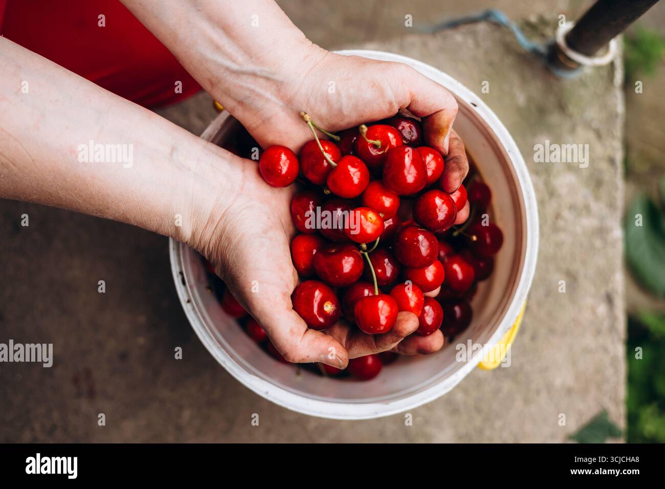 Eine lebendige Sammlung reifer, roter Kirschen, die über einem weißen Eimer in einem Garten gehalten werden. Die Szene fängt das Wesen der Sommerernte mit sorgsamen Händen ein Stockfoto