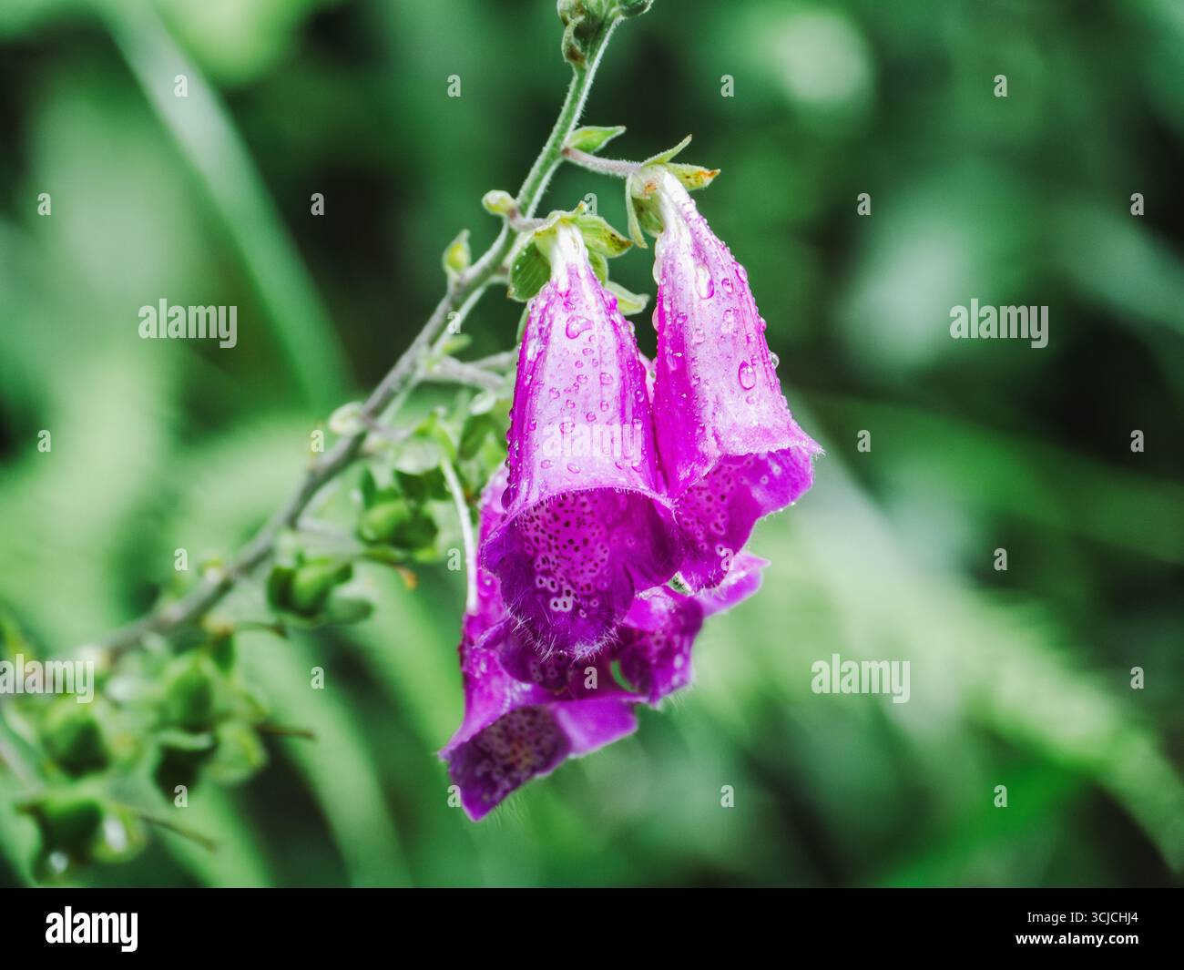 Nahaufnahme von Digitalis purpurea, auch bekannt als Foxglove, mit zarten Regentropfen auf den leuchtenden violetten Blüten. Dieses zweijährliche Kraut ist in Europa beheimatet. Stockfoto