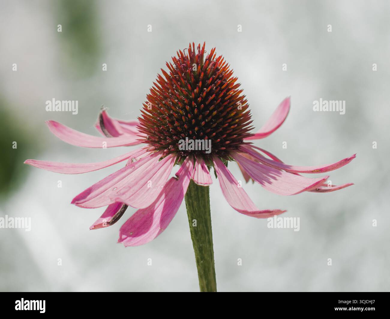 Echinacea purpurea, auch bekannt als der violette Coneflower, wird in dieser Nahaufnahme erfasst. Ein Mitglied der Asteraceae-Familie, wird für seine Medizin geschätzt Stockfoto