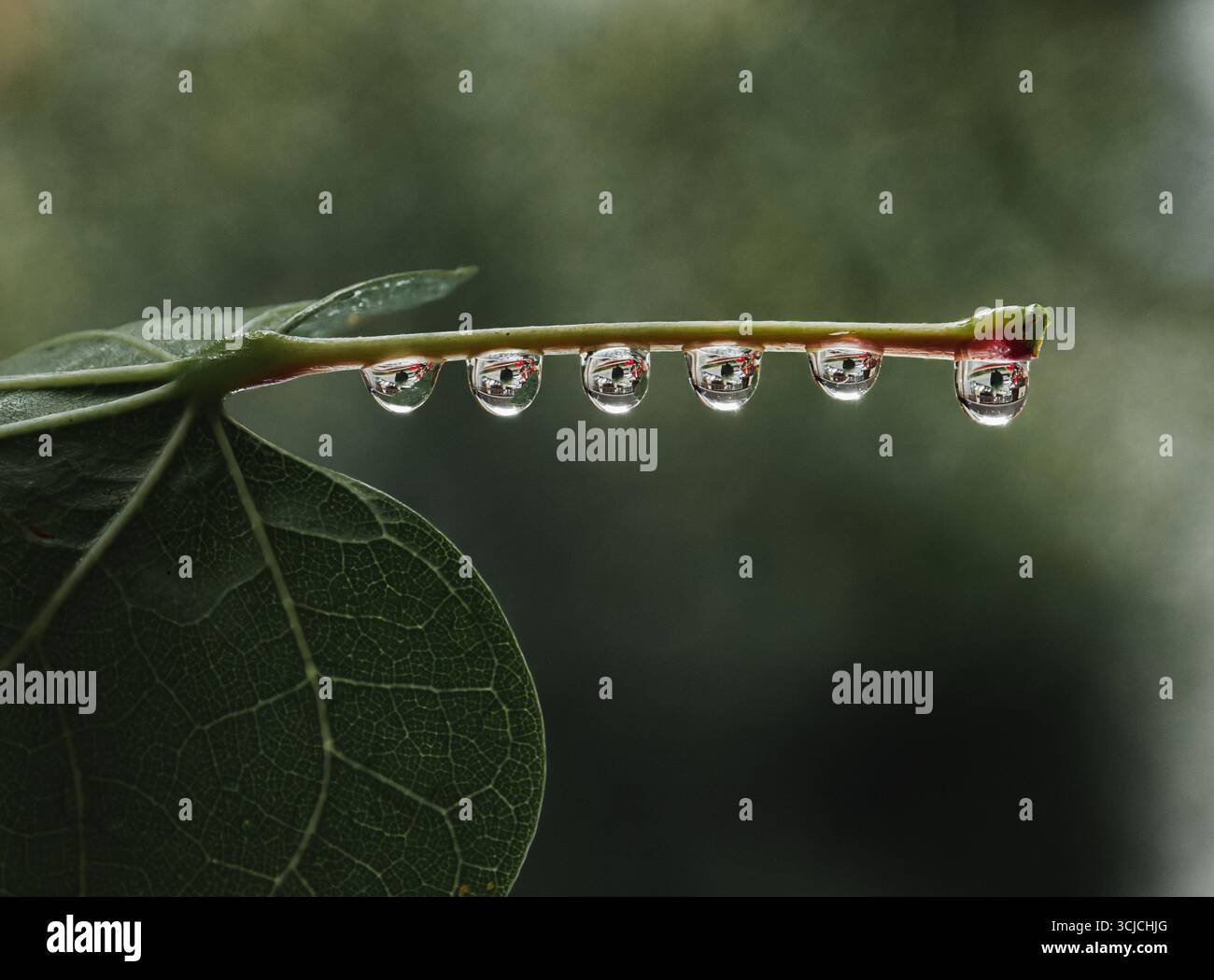 Nahaufnahme von Wassertropfen an einem Blattrand, die die Umgebung widerspiegeln. Fängt die Eleganz und das Detail des komplexen Designs der Natur mit c Stockfoto