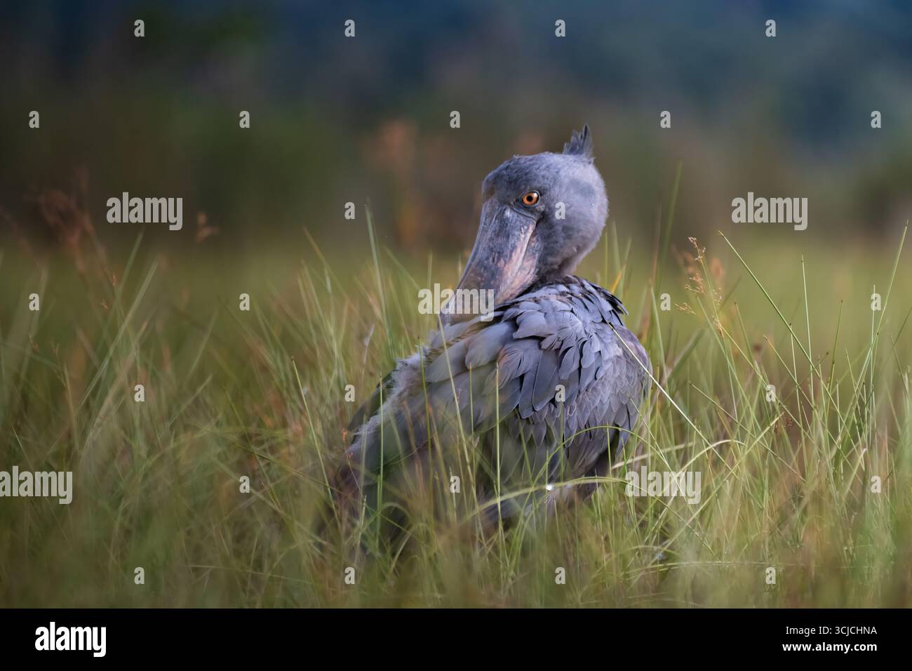 Ein majestätischer Schuhputzstorch liegt ruhig inmitten der grünen Gräser des Ugandas Mabamba Swamp und fängt das Wesen der reichen Vogelbiodiversität Afrikas ein Stockfoto