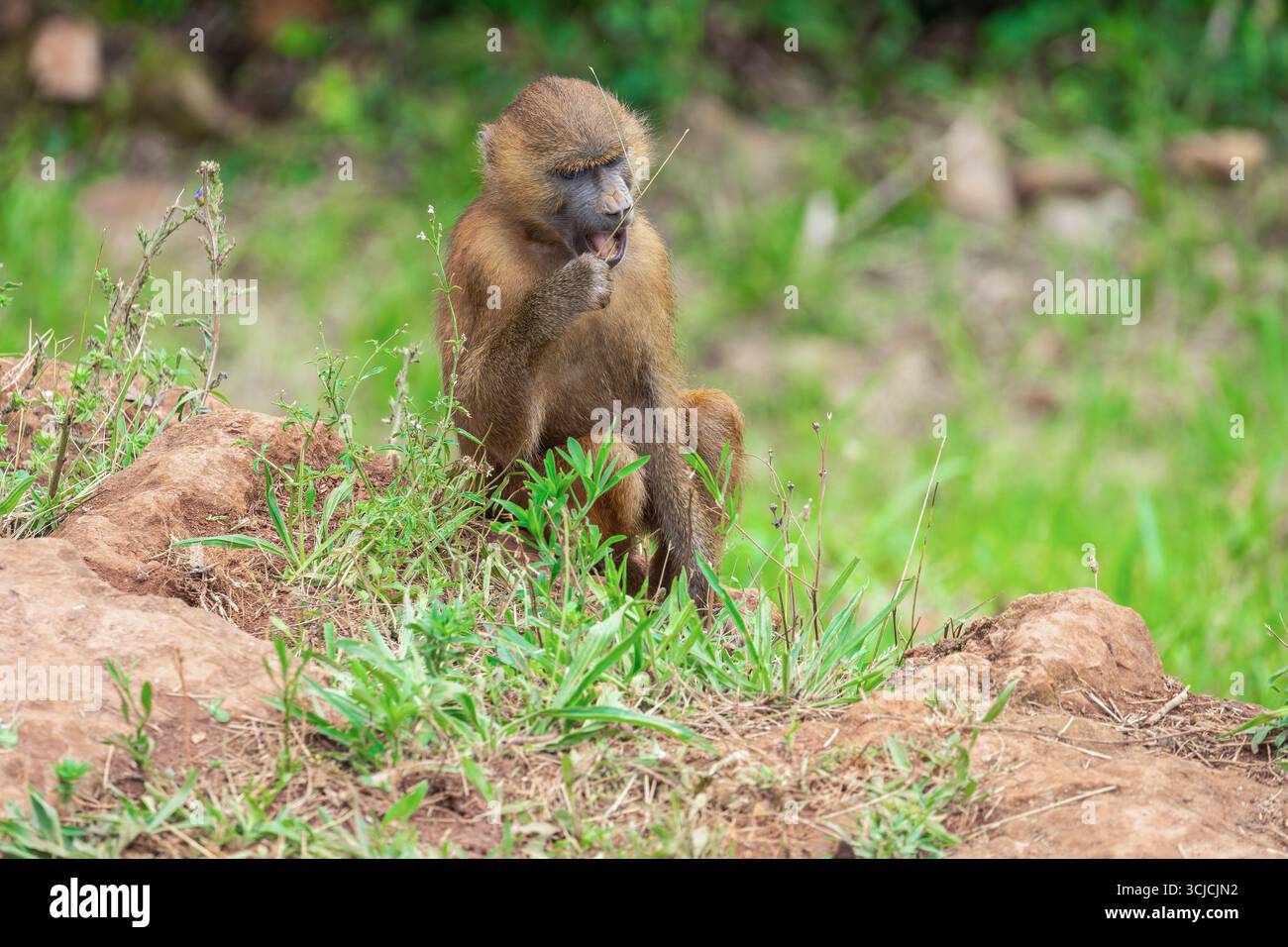 Ein Pavian sitzt friedlich auf einem grasbewachsenen Hügel, kaut an einem Zweig inmitten grüner Blätter und zeigt sein natürliches Verhalten in der afrikanischen Wildnis. Stockfoto