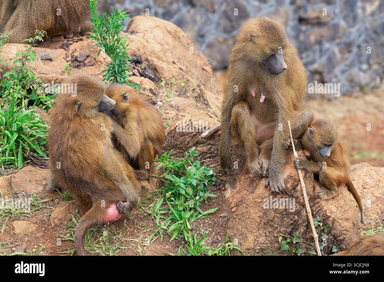 Eine Familie von Papio-Affen, darunter eine Mutter und ihre Jungen, interagieren spielerisch auf felsigem Gelände in Afrika. Der Erwachsene beobachtet aufmerksam wie der Junge Stockfoto