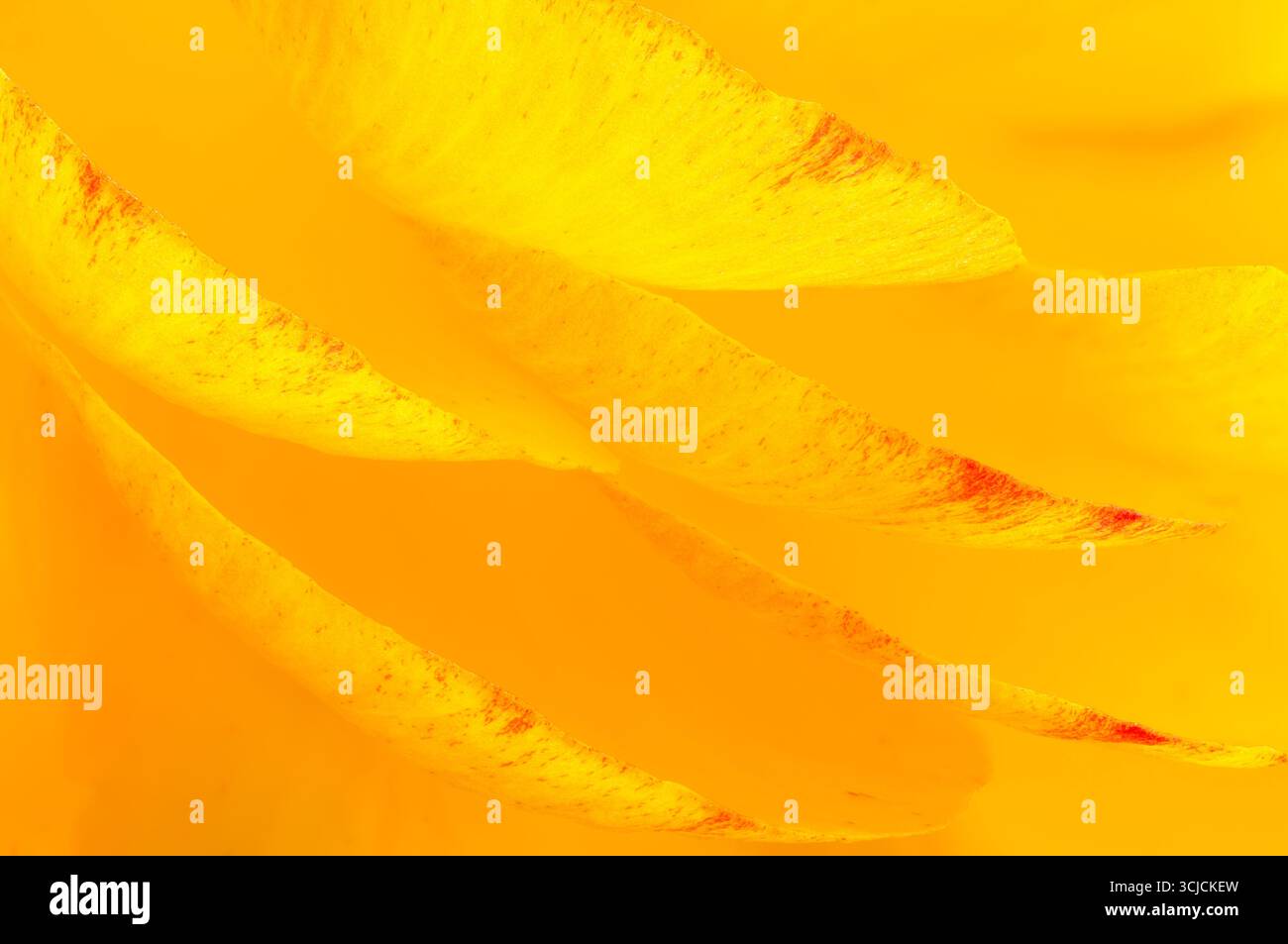 Eine detaillierte Makroaufnahme aus gelben Ranunkelblättern mit einer lebendigen und reichhaltigen Textur. Das Bild fängt die Zartheit und Schönheit des Blumenmusters ein Stockfoto