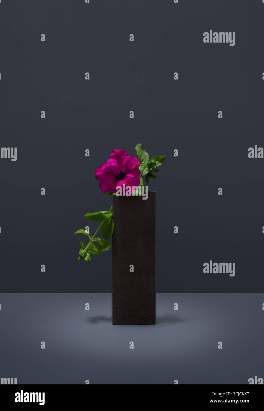 Eine leuchtende, fuchsianische Petunia Surfinia-Blume, elegant in einer modernen dunklen Vase vor grauem Hintergrund. Ideal für Blumenmotive und nat Stockfoto
