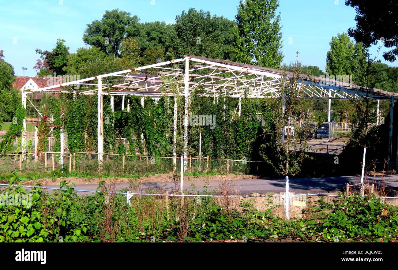 Glatze erwacht dieses Stahlgeruest aus seinem Dornroeschenschlaf histor. Transformatorhaus Denkmal saniert - restauriert *** diese Stahlkonstruktion erwacht bald aus ihrem schlummernden historischen Transformatorhaus Denkmal renoviert restauriert Stockfoto
