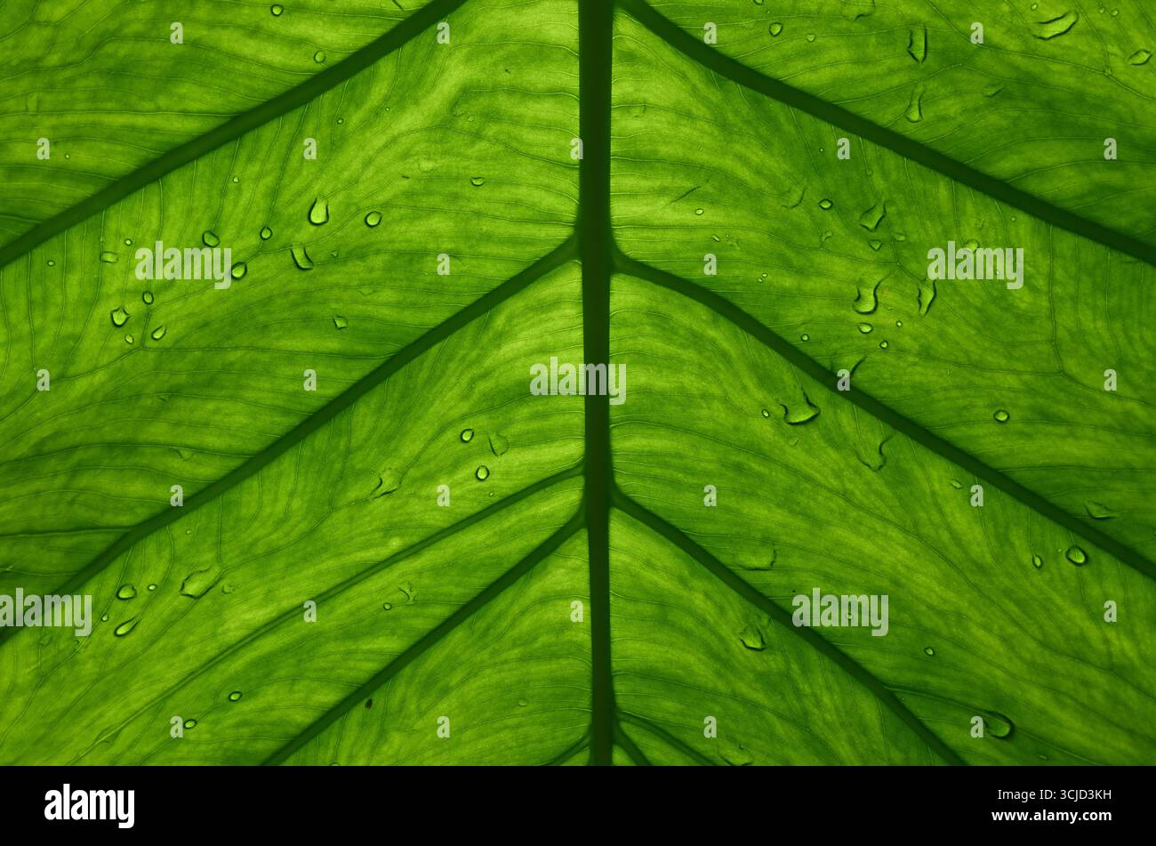 Grnes Blatt von Colocasia und von Wasser auf Blttern. Isoliert auf weiem  Hintergrund. ( Alocasia macrorrhizos, Elefantenohr, Colocasia esculenta  Stockfotografie - Alamy