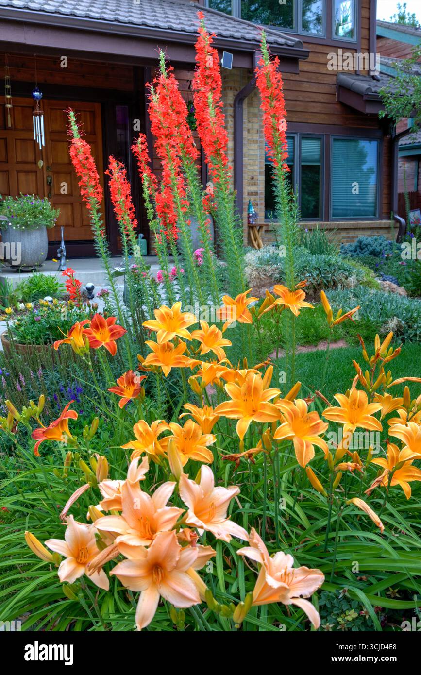 Gemeinsam blühen im Hochsommer scharlachrote Gilia- und Taglilien-Sorten in einem Garten. Stockfoto
