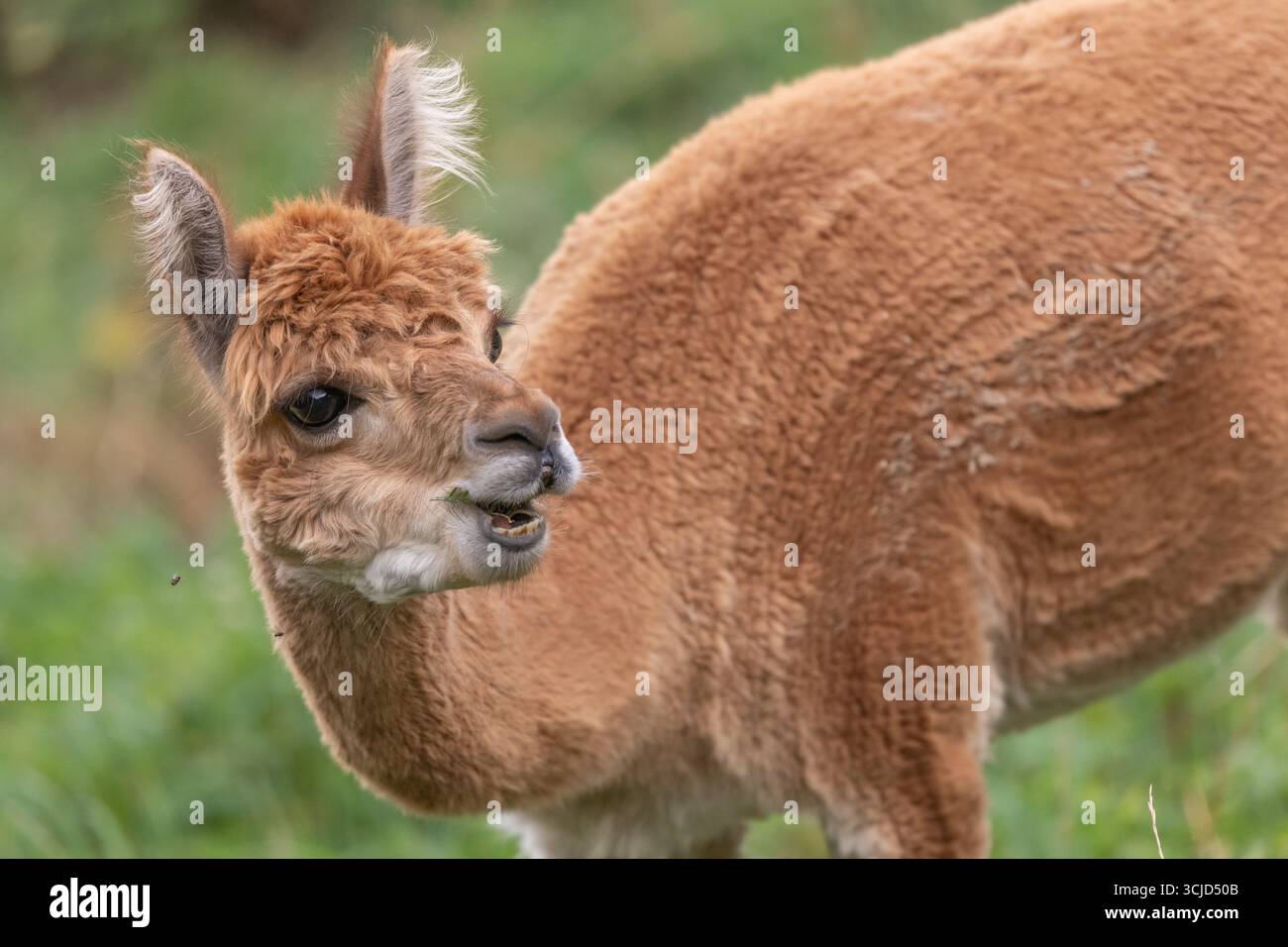 Ein Guanaco steht auf einer üppig grünen Weide und zeigt seinen unverwechselbaren Fell und seinen neugierigen Ausdruck. Das Tier grast friedlich unter klarem Himmel Stockfoto