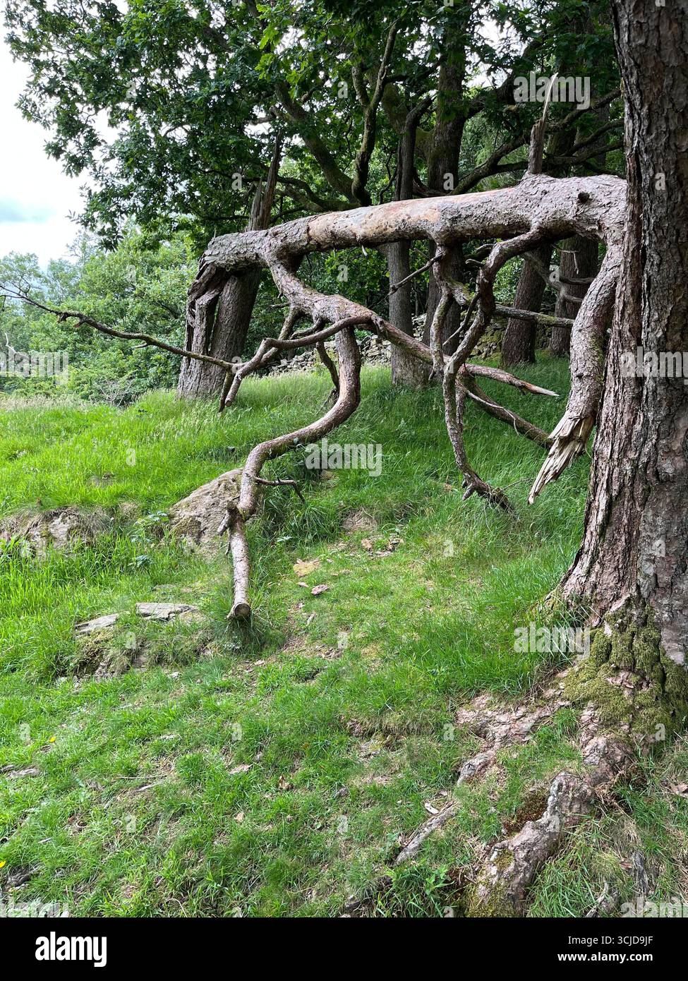 Knorriger Baum in Windermere, Großbritannien - Smartphone-aufgenommenes Stockfoto