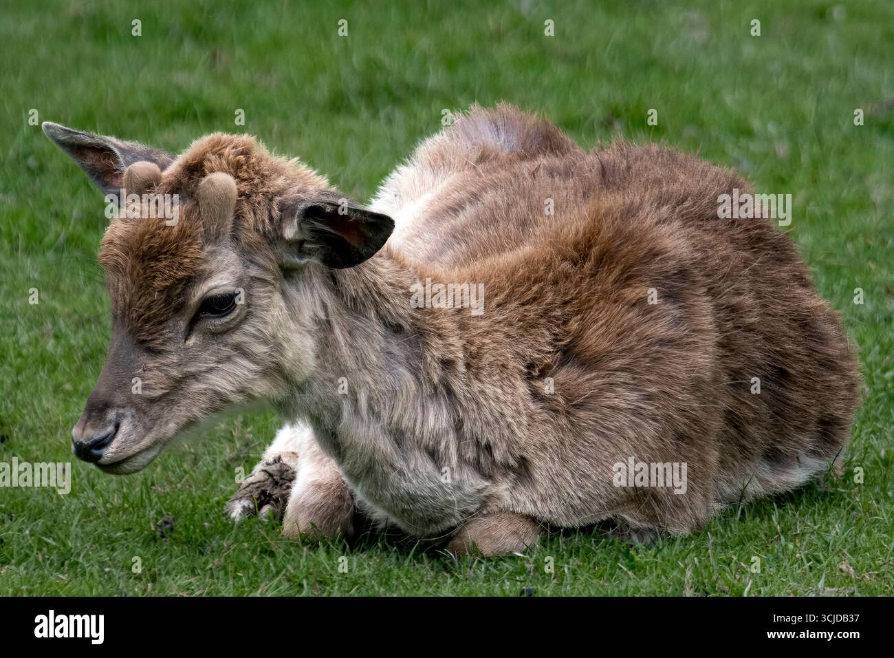Der Europäische Damhirsch (Dama dama), auch bekannt als gemeiner Damhirsch oder einfach Damhirsch. Es ist eine von zwei noch existierenden Hirscharten der Gattung Stockfoto
