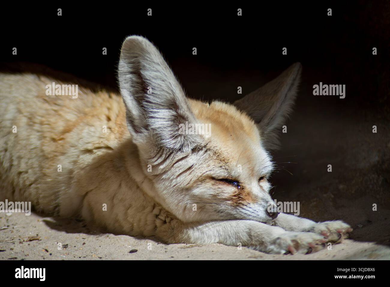 Der Fennec Fox (Vulpes zerda) ist ein kleiner Fuchs, der in den Wüsten Nordafrikas beheimatet ist und von der Westsahara über Mauretanien bis zur Sinai-Halbinsel reicht. Stockfoto
