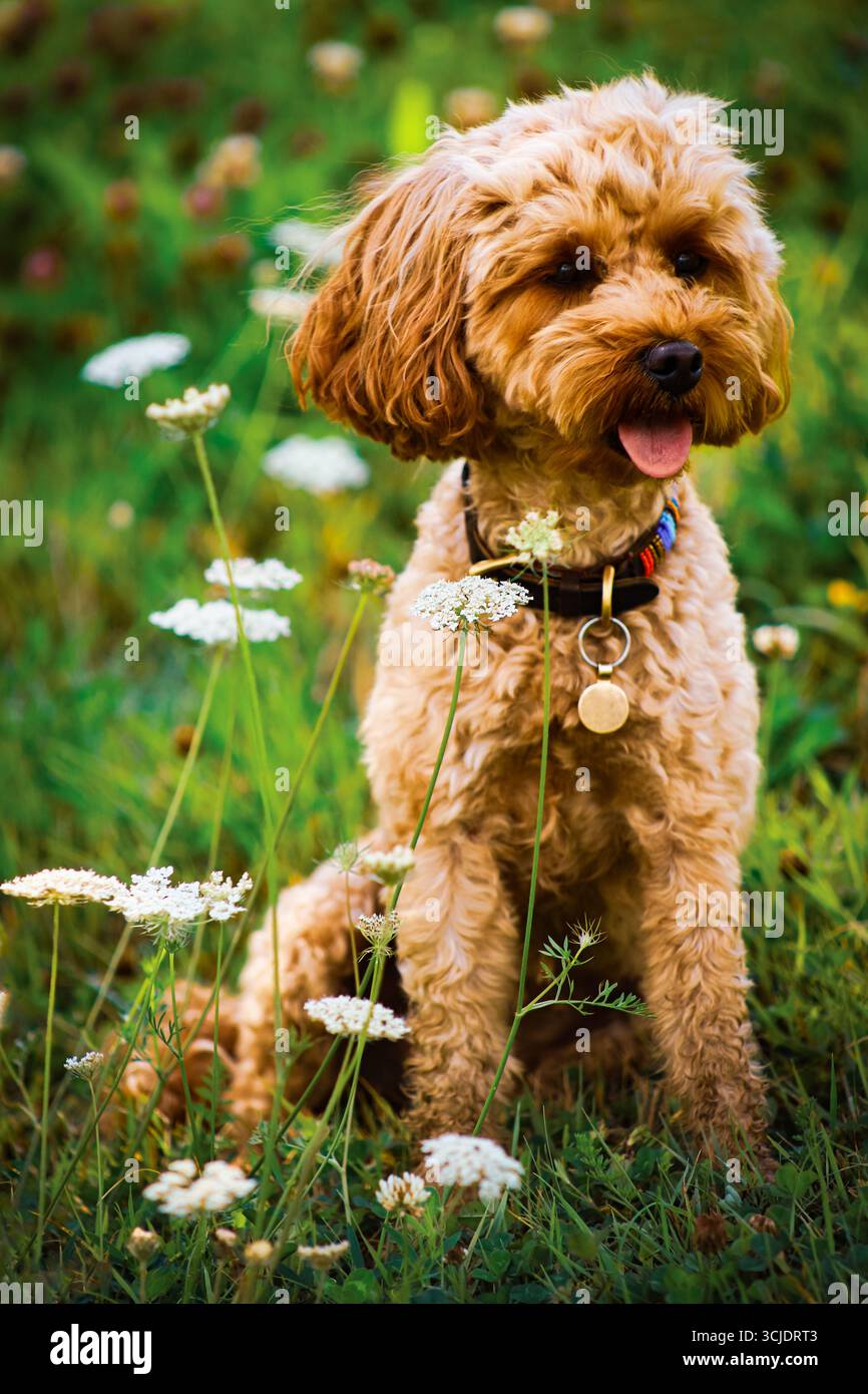 Cockerpoo Welpe, der im Sommer auf einer englischen Wiese zwischen Möhren und Butterblumen sitzt Stockfoto