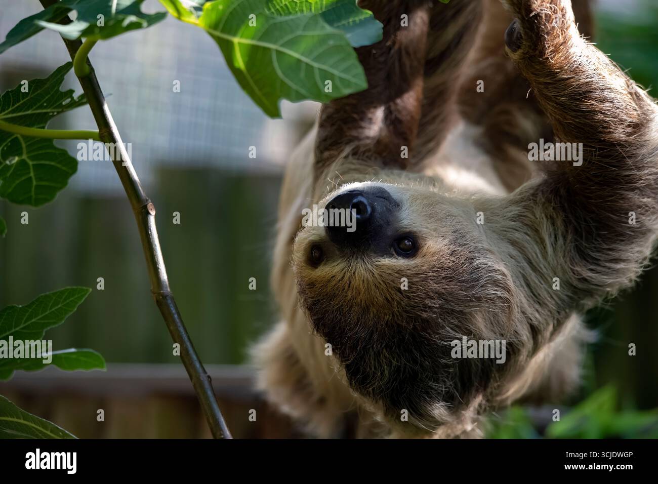 Choloepus didactylus (Choloepus didactylus), auch bekannt als Southern Two-Toed Sloth, Unau oder Linne's Two-Toed Sloth. Stockfoto