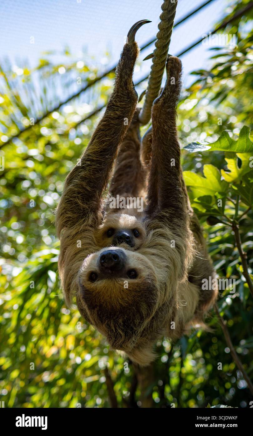 Ein Linnaeus's Two-Toed Sloth (Choloepus didactylus), auch bekannt als Southern Two-Toed Sloth, Unau oder Linne's Two-Toed Sloth, mit einem Baby. Stockfoto