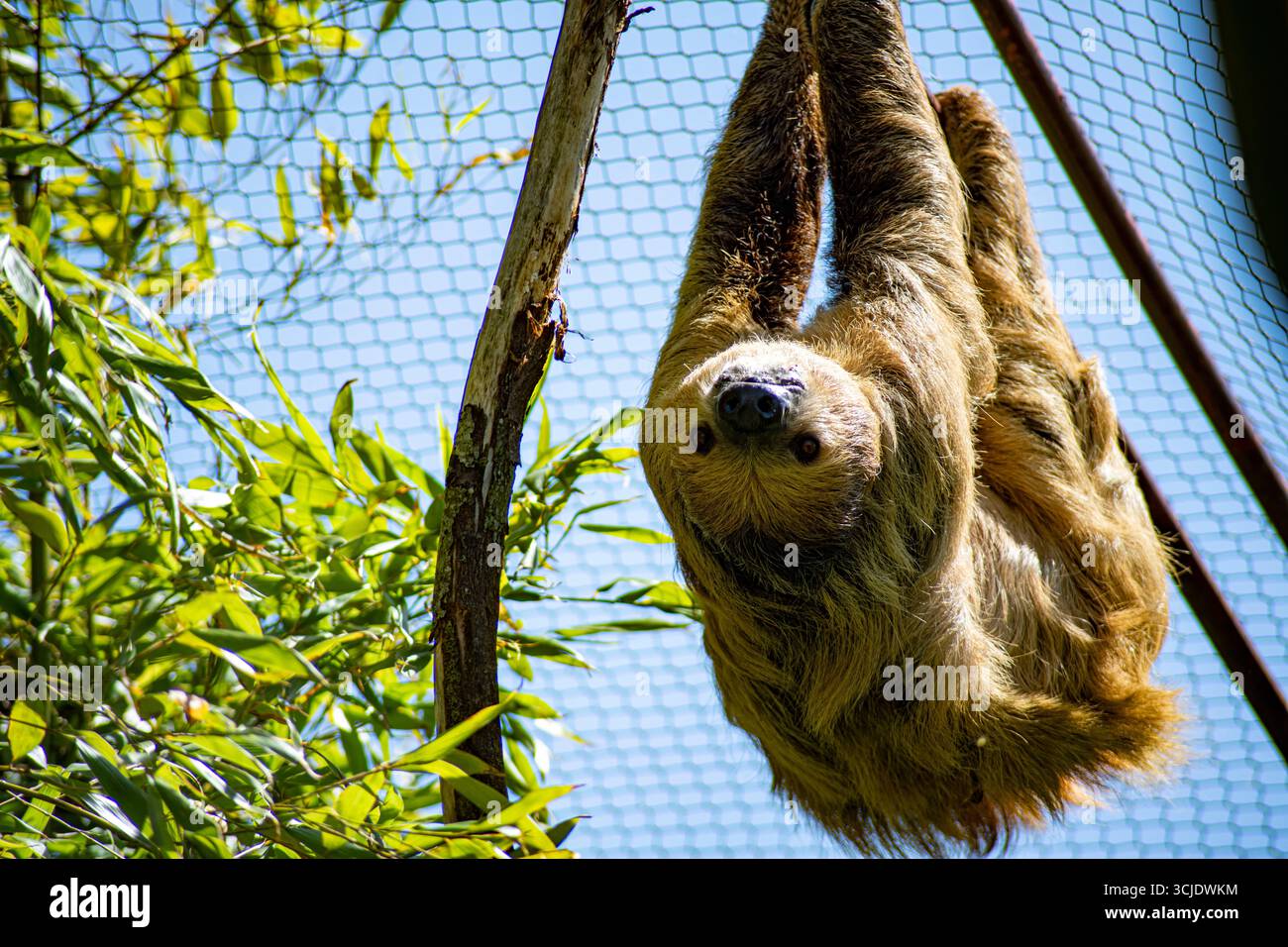 Choloepus didactylus (Choloepus didactylus), auch bekannt als Southern Two-Toed Sloth, Unau oder Linne's Two-Toed Sloth. Stockfoto